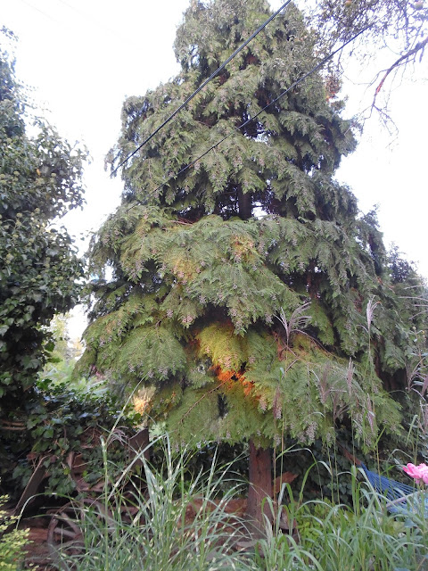stary żywotnik drzewo iglaste thuja