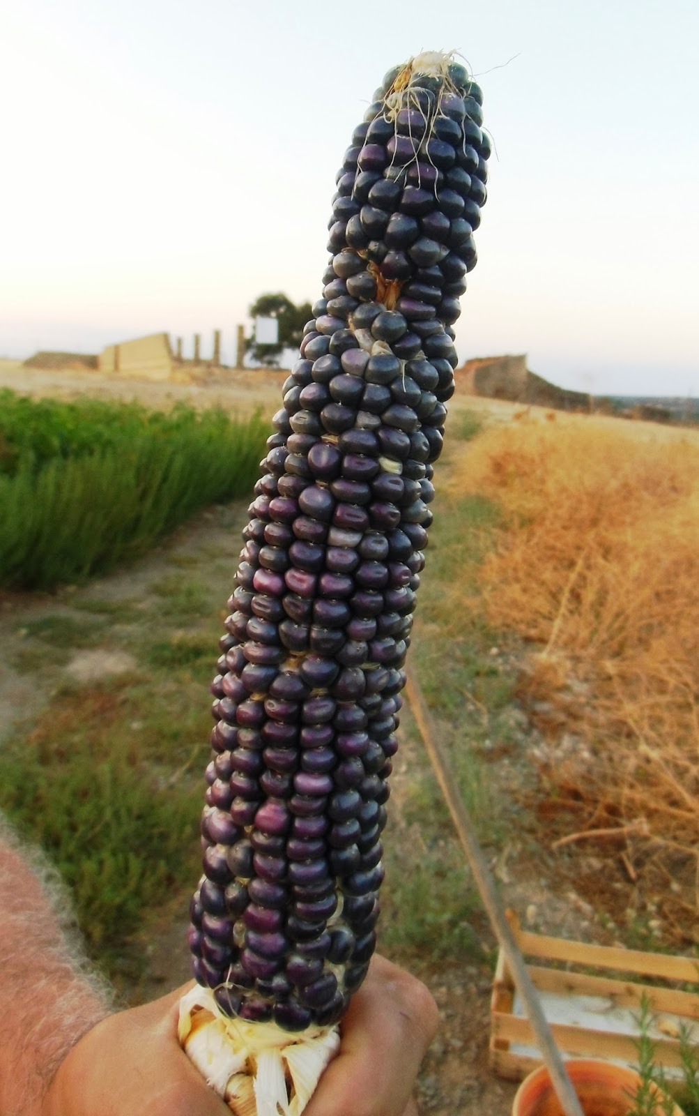 ¡ RADIO TIERRA VIVA !: Las alegrias del huerto: Maíz azul, pimientos