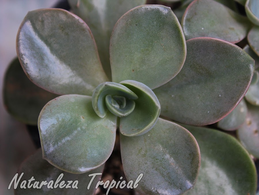 Echeveria con grandes hojas aplanadas