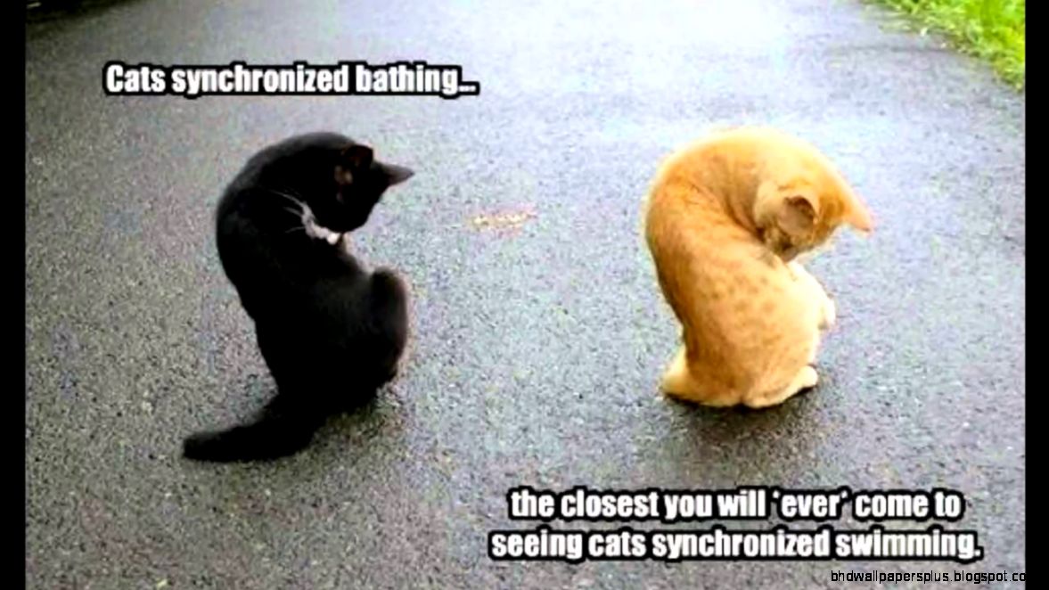 Funny cat picsother pics with captions   YouTube