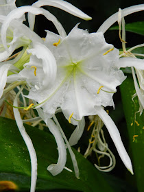 Hymenocallis littoralis Spider lily Allan Gardens Conservatory by garden muses-not another Toronto gardening blog