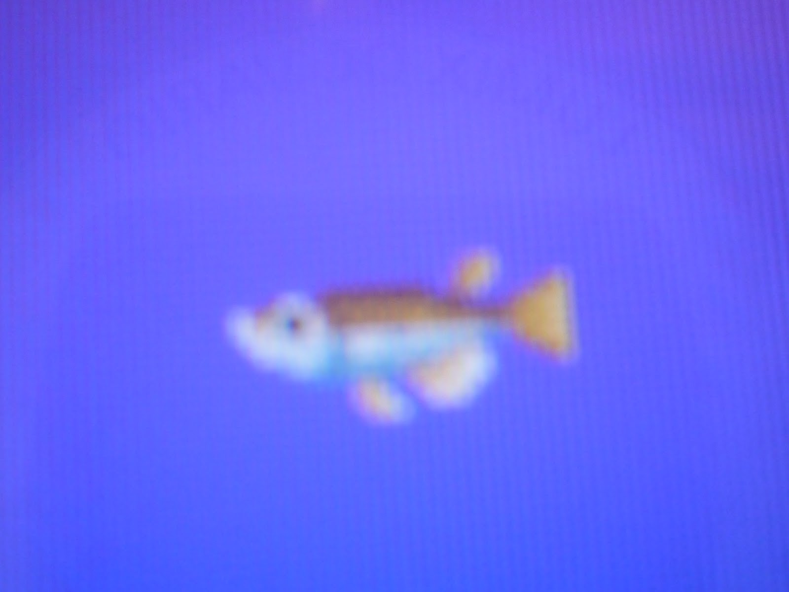 Tutto su Animal Crossing Liste