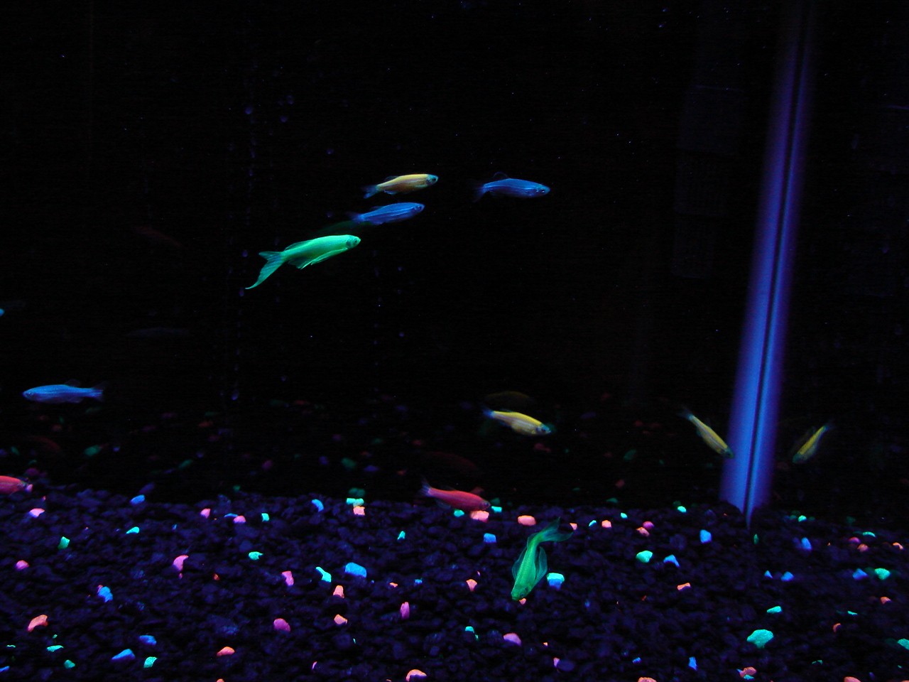 Tails & Scales Pet Store New! Cosmic Blue GloFish