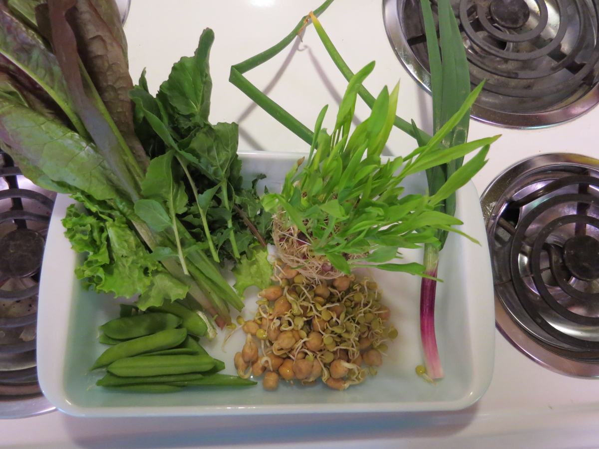 Edible Herbs, Flowers & Other Edibles Grow Your Own Dinner! Sprouted