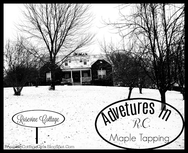 Tennessee Maple Tapping