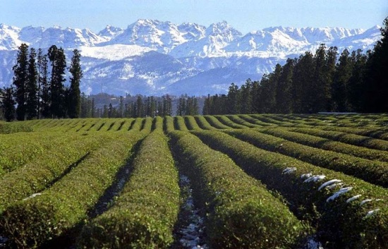   Teeplantage in Georgien