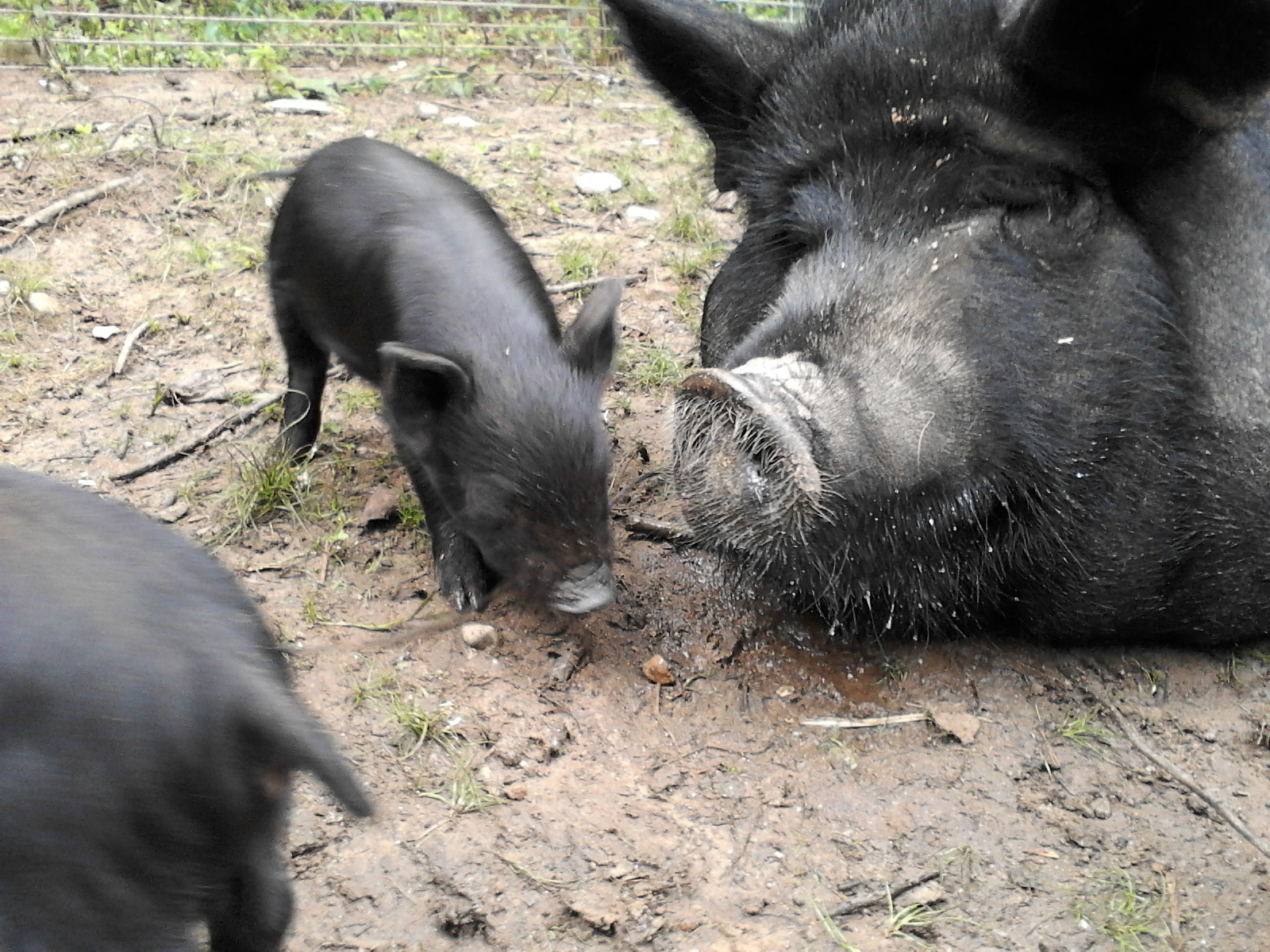 Shaker Hill Farm American Guinea Hogs