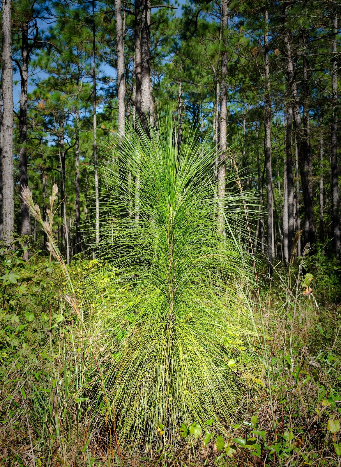 Longleaf Pine bottlebrush stage