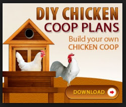 chicken coop weather guide own building plans cold build durable practical easier secure never been self hens tinyurl put camp