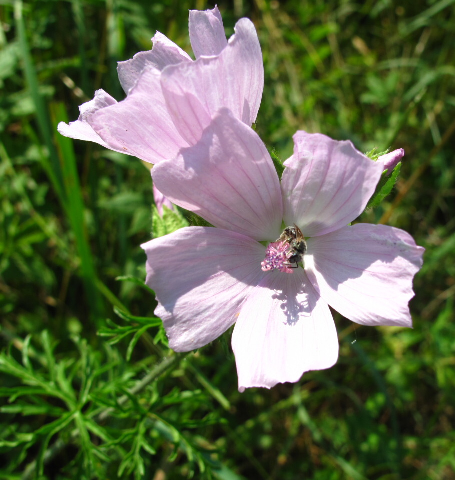 The Joyce Road Neighborhood Wildflower Musk Mallow