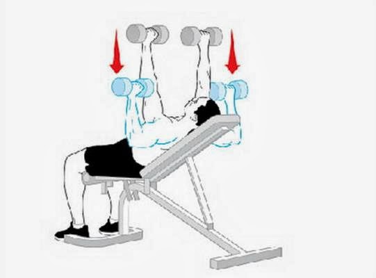 жим 30 градусов. жим 30 градусов. жим штанги лежа на скамье 30 градусов. жим гантелей на скамье 30 градусов. жим гантелей на наклонной 30 градусов.