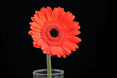 Tips for photographing flowers with a black background