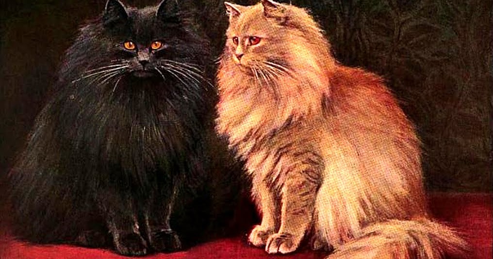 Public Domain Clip Art Photos And Images Blue And Cream Persian