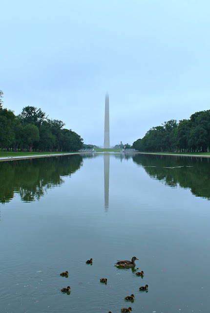 washington dc washington monument empty with ducks in the foreground