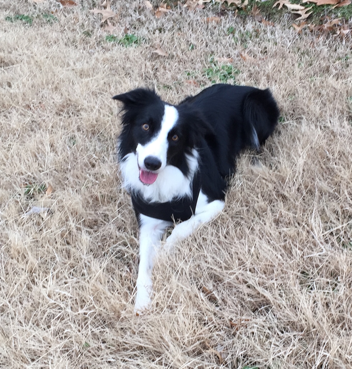 adopt border collie