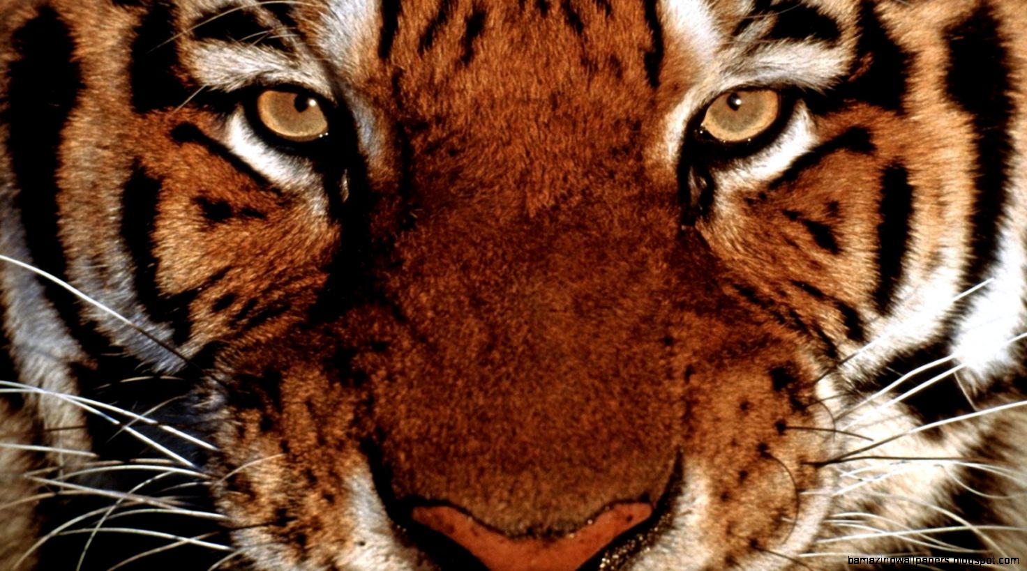 The Face of the Bengal Tiger 1600x900 WallpapersTiger 1600x900