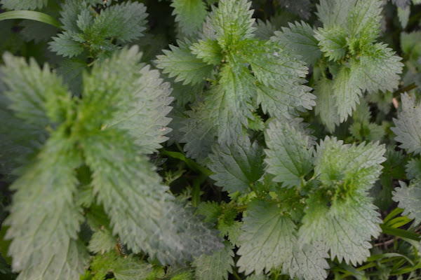 Purín de ortiga para fumigar y propiedades