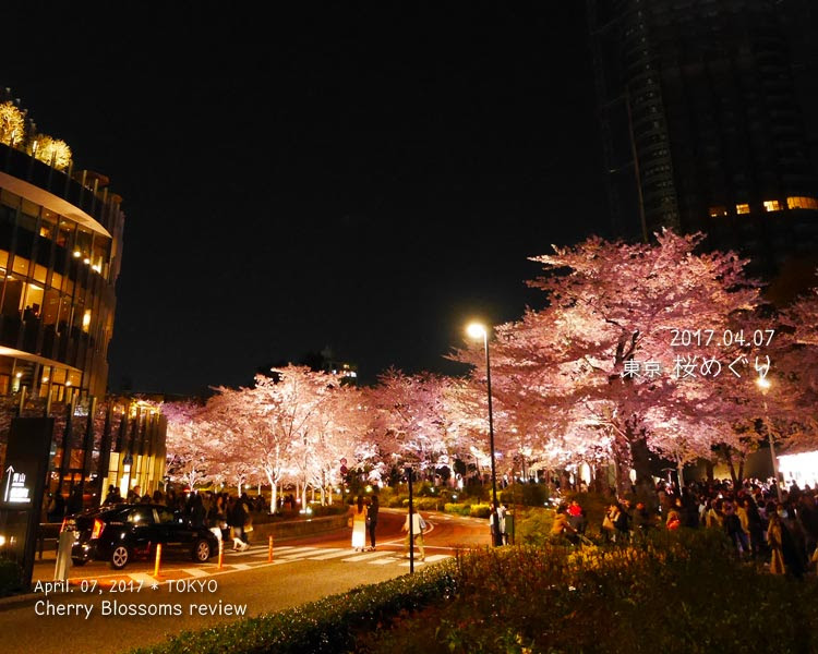東京ミッドタウンの桜（満開）