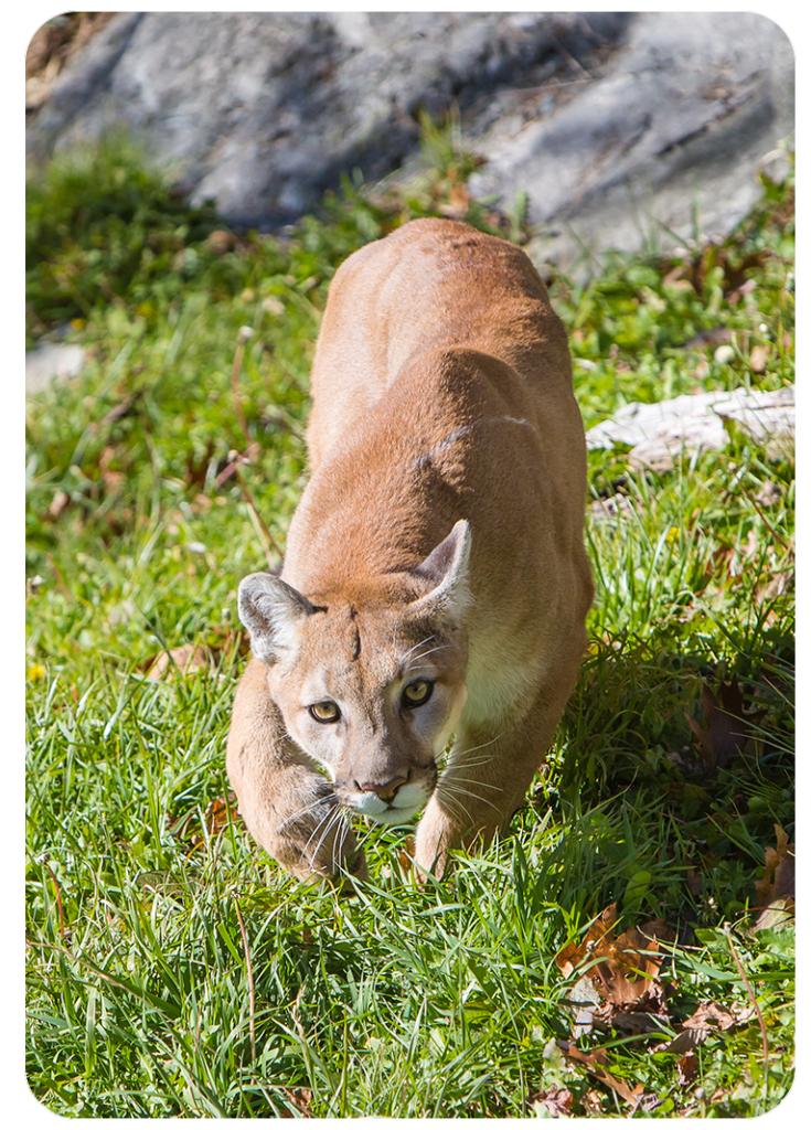 NC Mountain News News from Grandfather Mountain