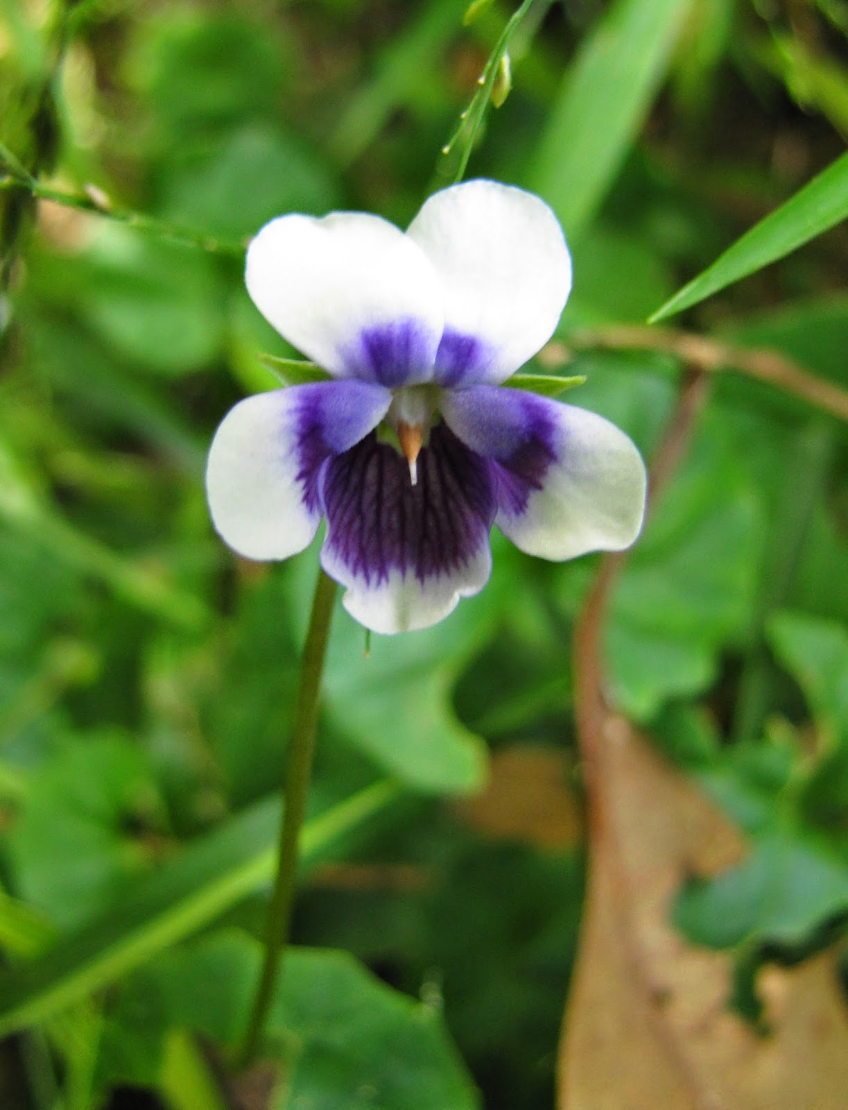 Indigenous Plant Study NATIVE VIOLET
