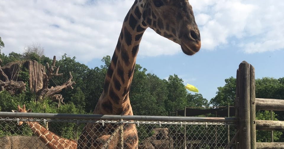 Random Thought Generator Brad and Noelle Got Hitched