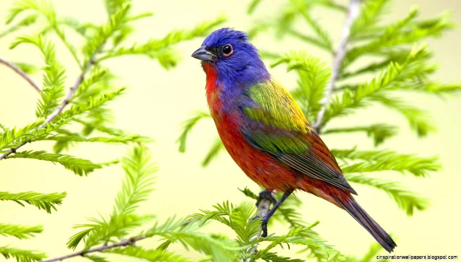 Beautiful Birds HD Wallpapers
