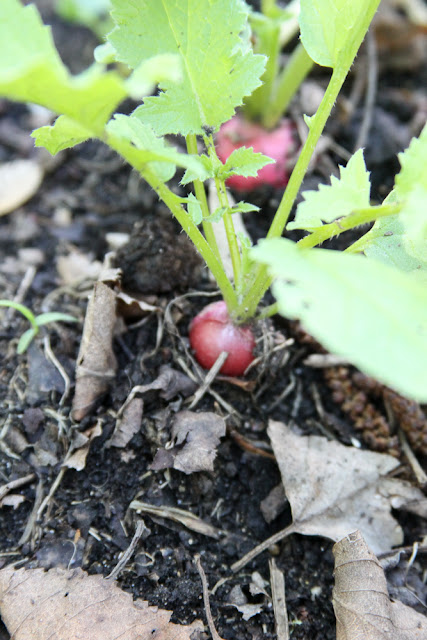 radishes, garden, Anne Butera, My Giant Strawberry