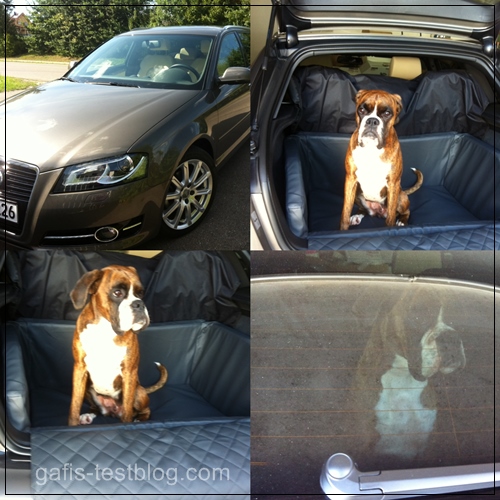 Boxer Amy im Audi A3