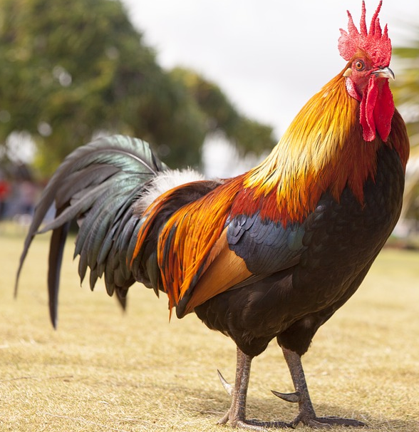 El Gallo en el Horóscopo o Zodiaco Chino y su significado