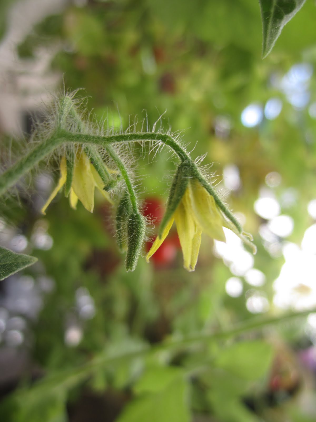 Wendys Hat: How to Grow Tomatoes Garden & Recipe