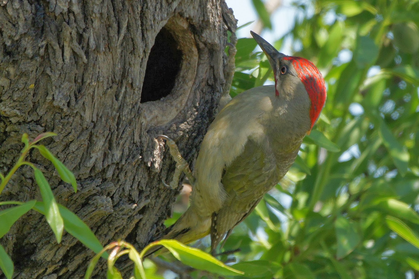 Pasión por las aves Pito real.(Picus viridis)