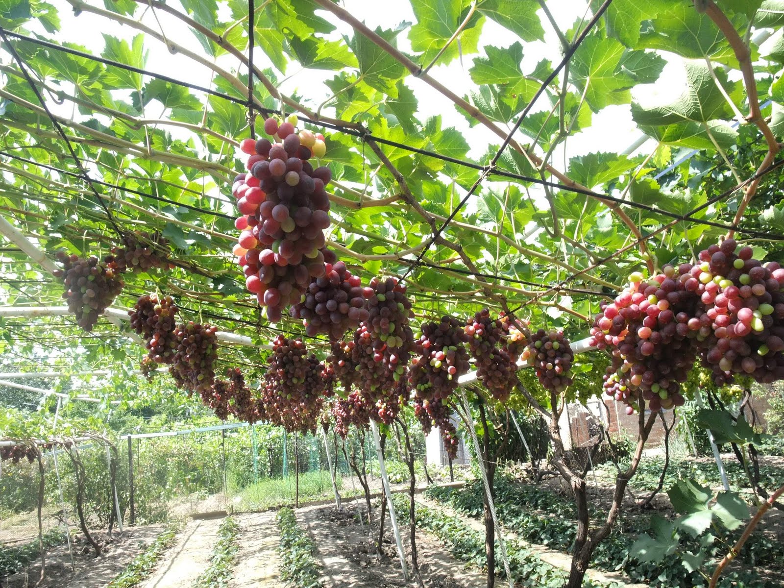 Как укрепить виноград на даче (75 фото)
