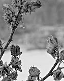 Winter morning frost