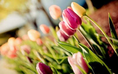 Imagenes de flores para el Dia de las Madres - 10 de Mayo
