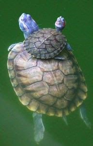 Red Eared Slider adult and baby
