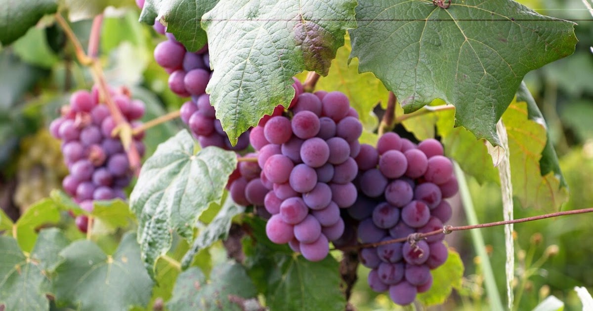 6 Manfaat Buah Anggur Merah Di Balik Kesegarannya Koesrow