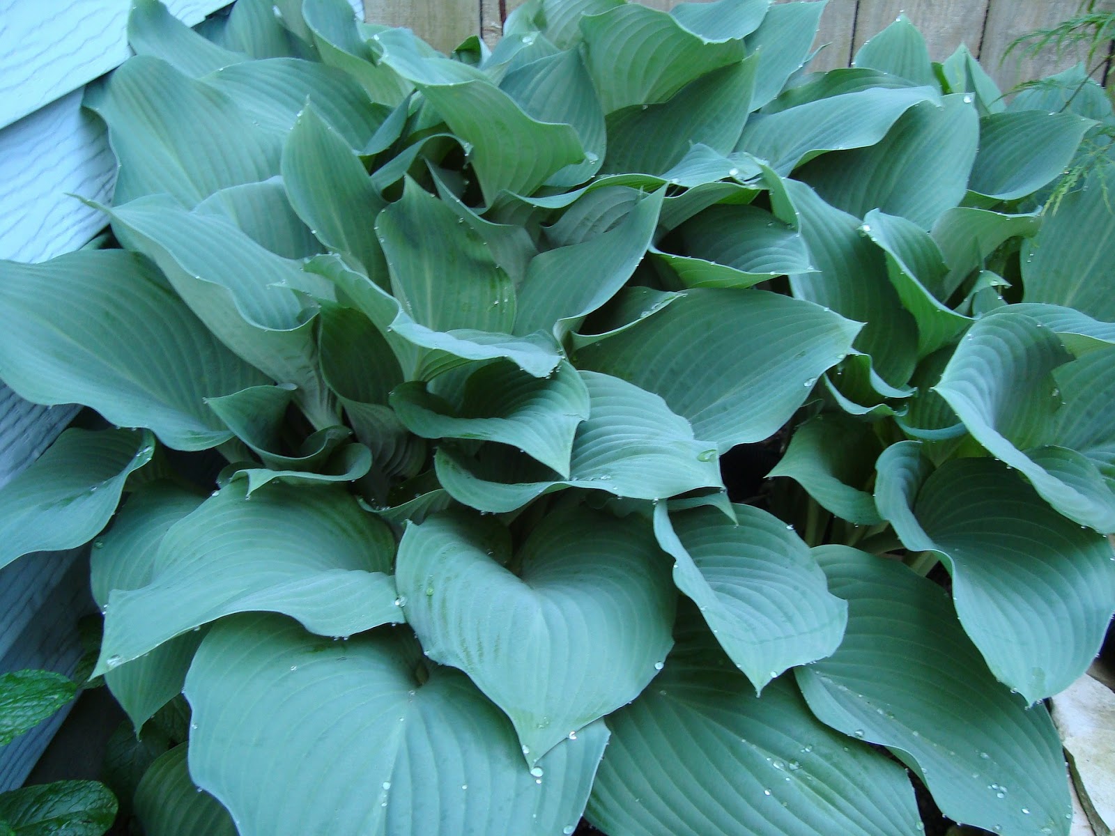 Blog.Sunset Hosta Farm.com: Hostas for Zone 9