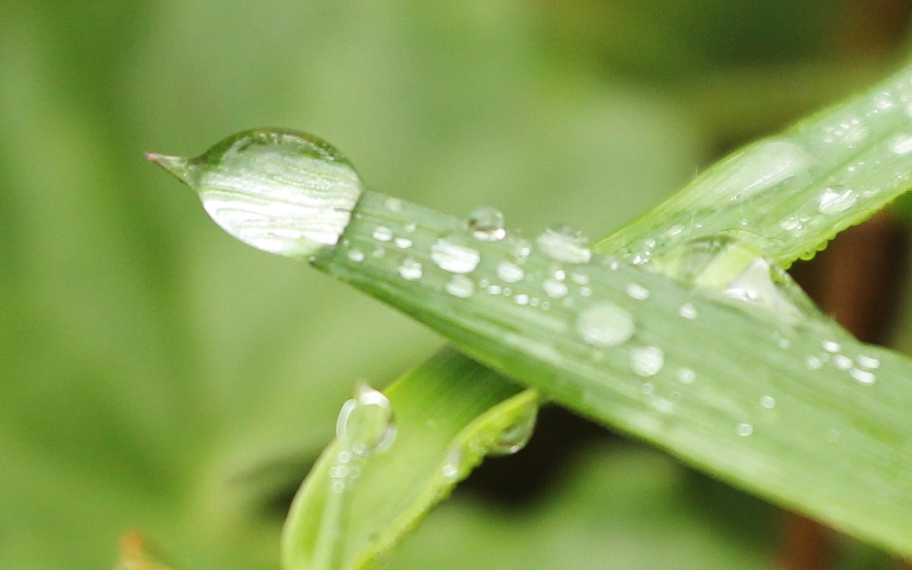 Sharing Is Caring ( asma ): Embun di hujung daun