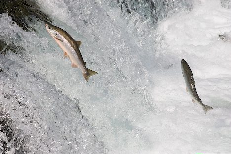 Salmones