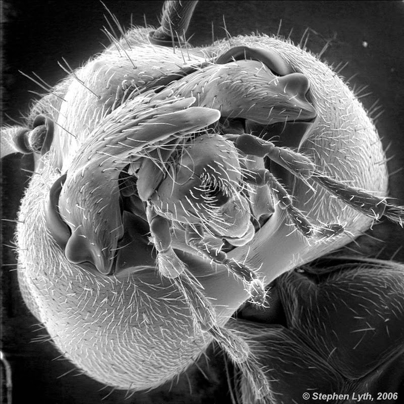 16 Terryfying Images From The Microscope - The face of an ant