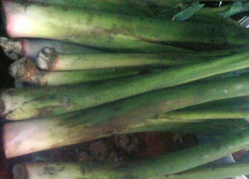 Tips dan Cara Memasak Lompong Agar Enak dan Tidak Gatal Tips dan Cara Memasak Lompong Agar Enak dan Tidak Gatal