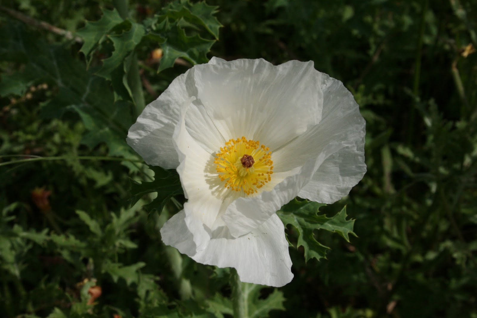 Native Florida Wildflowers: White-flowered Pricklypoppy - Argemone ...
