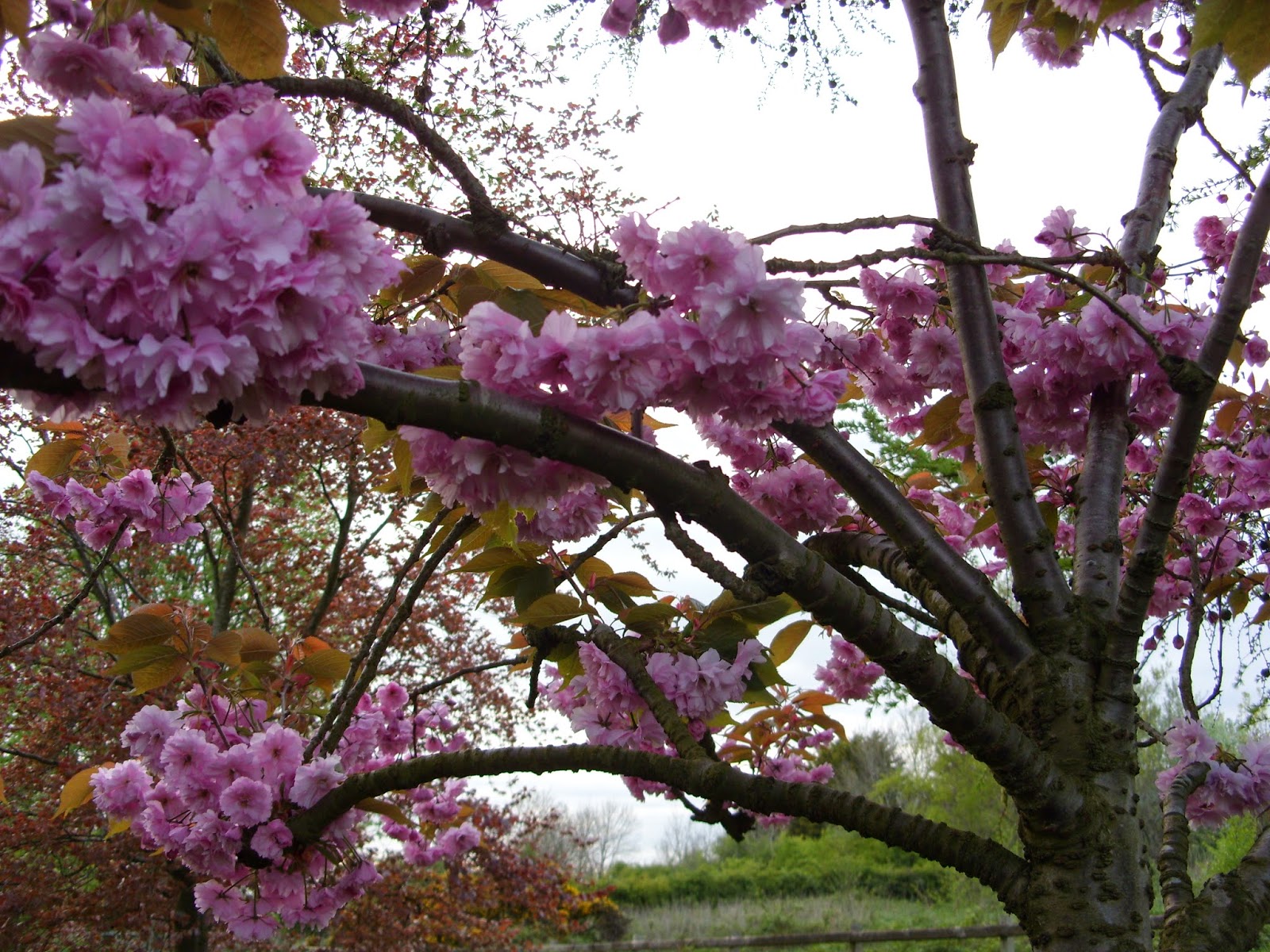 Kelli's Northern Ireland Garden Ornamental Cherry Tree