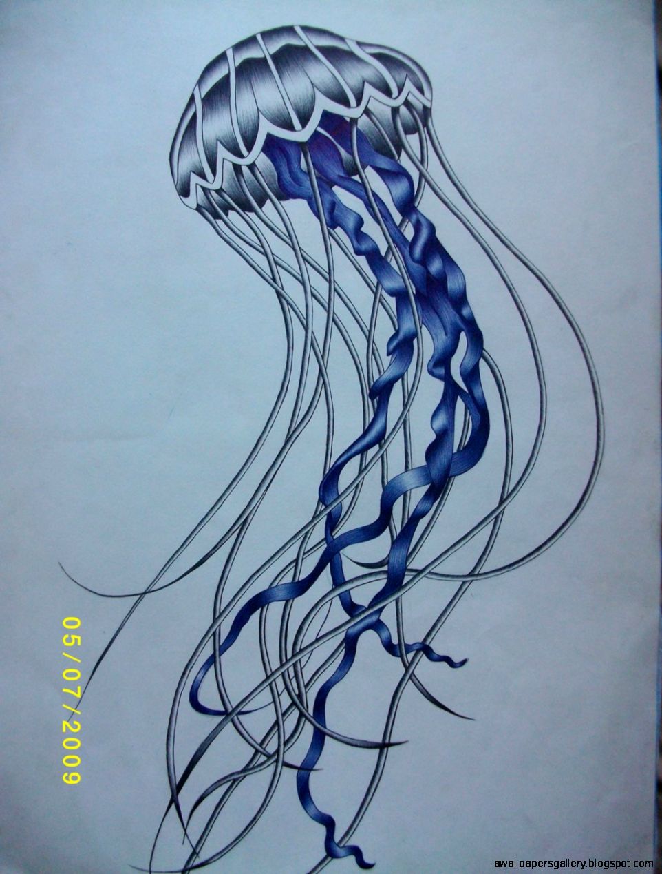 Cool Jellyfish Drawing  Amazing Wallpapers