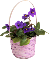 Cesto de Violeta png