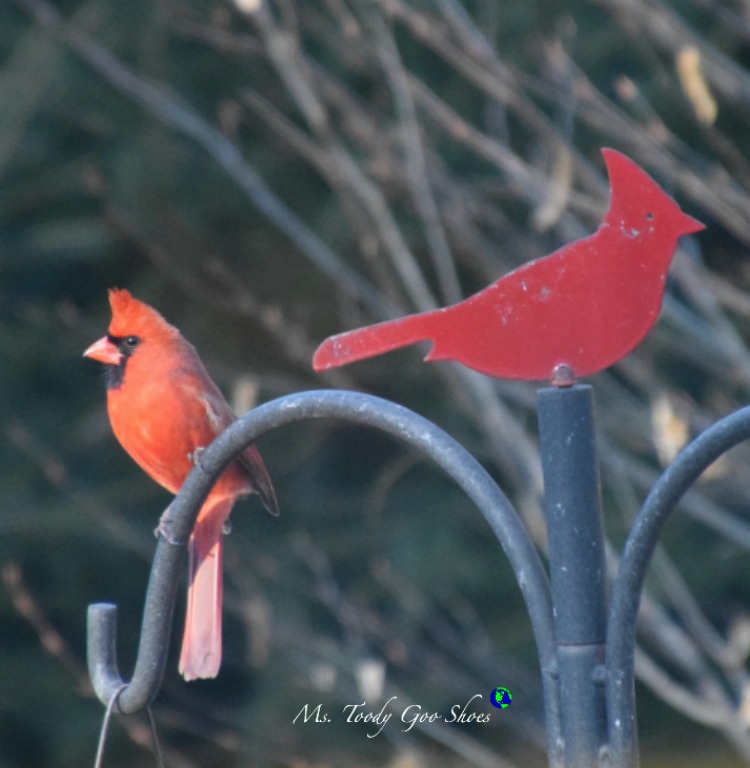 The Cardinal: April Photo Diary  | Ms. Toody Goo Shoes