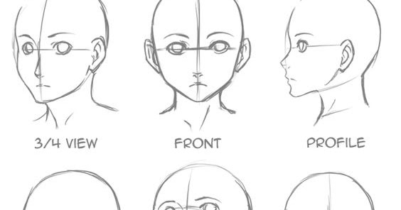 Somniare Lilium: Head proportions and all you need to know to draw a ...