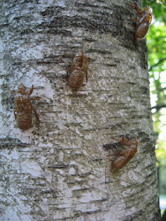 Cicada skins on tree, view 2