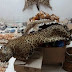 Aseguran 5 pieles de jaguar y una de ocelote en establecimiento turístico de Valladolid