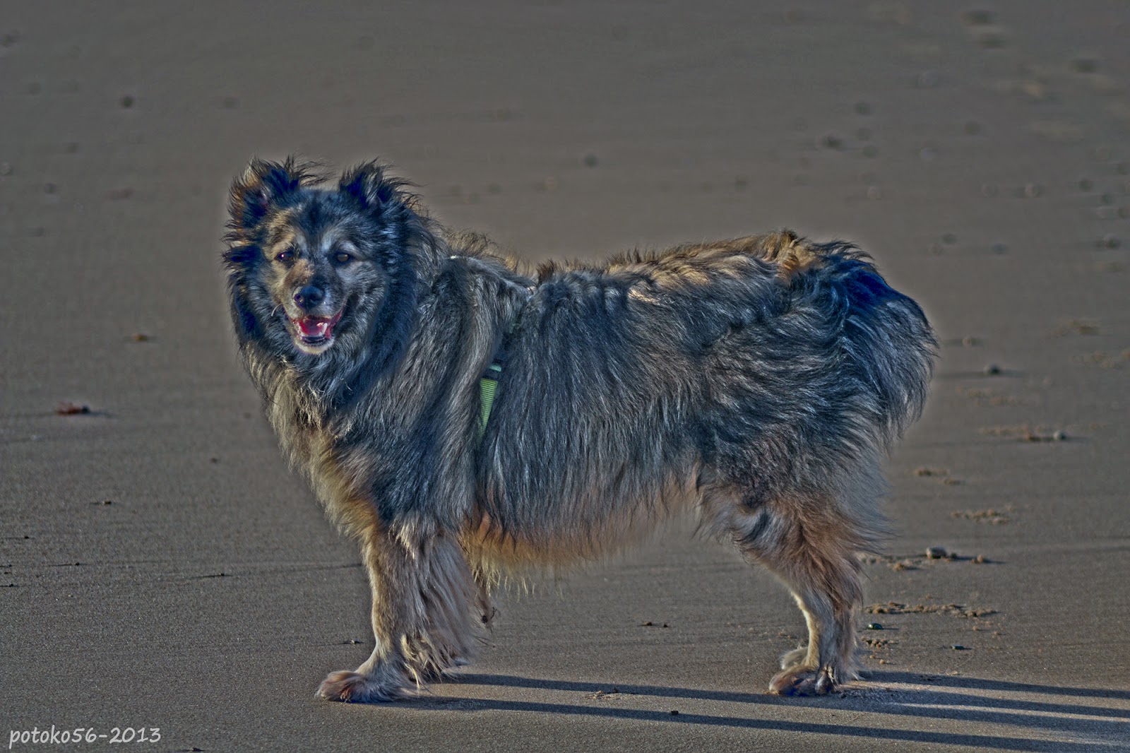 Perro paseando por la playa